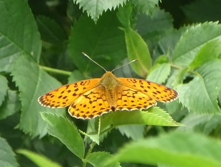 Brenthis daphne - málna-gyöngyházlepke