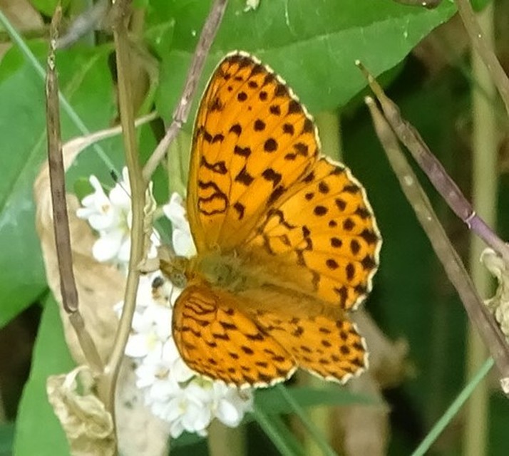 Brenthis daphne - málna-gyöngyházlepke