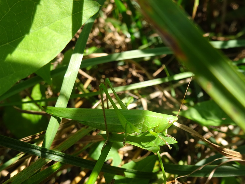 Ruspolia nitidula - nagy kúpfejűszöcske