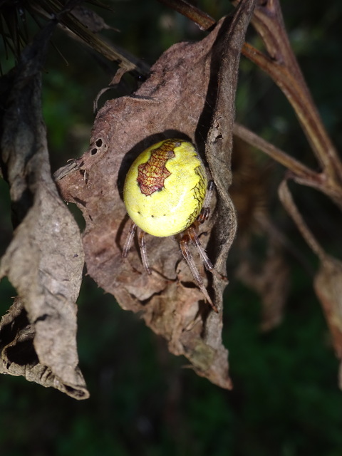 Araneus marmoreus - márványos keresztespók