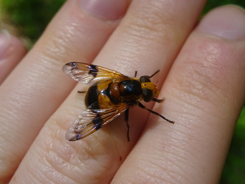 Volucella inflata - kis pihelégy