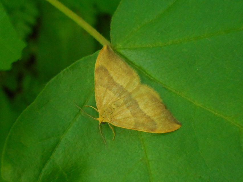 Watsonalla cultraria - bükkfa-sarlósszövő
