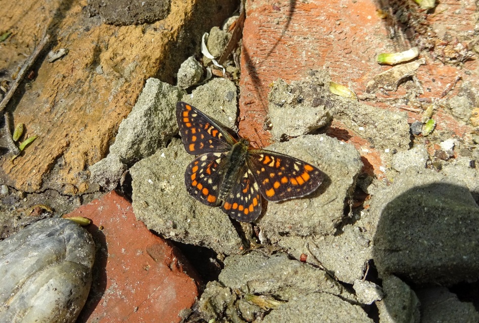 Euphydryas maturna - díszes tarkalepke