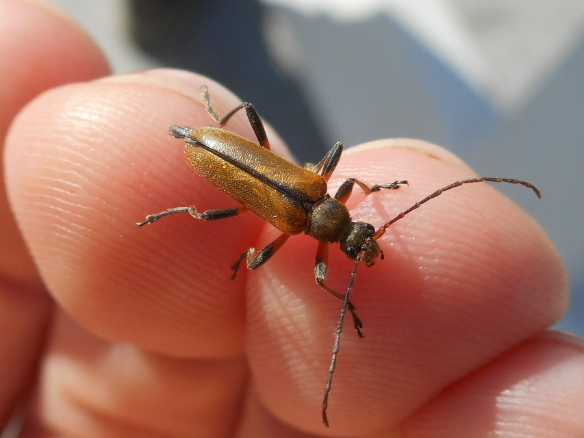 Cortodera humeralis - négyfoltos cserjecincér
