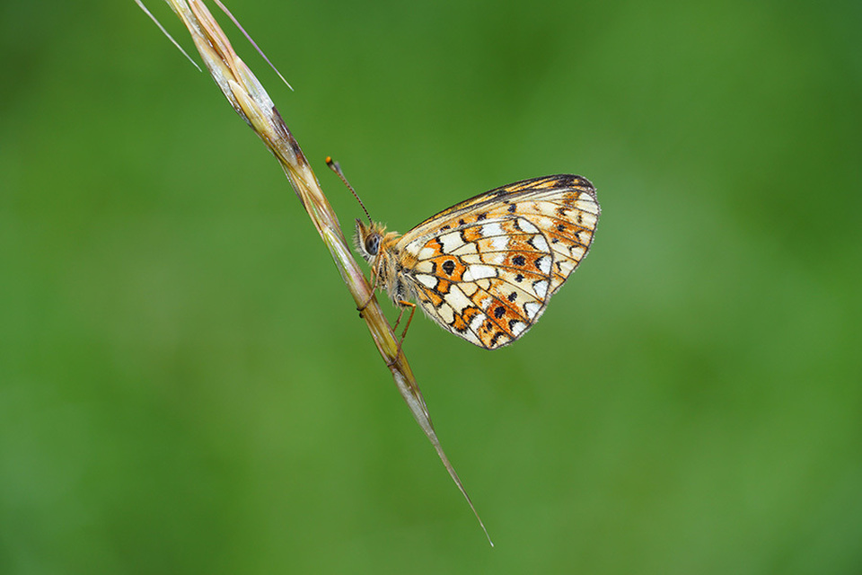 Boloria selene - fakó gyöngyházlepke