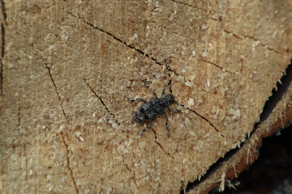 Aegomorphus clavipes - tarka cincér Aegomorphus clavipes - tarka cincér