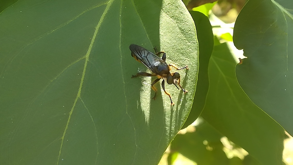 Choerades fimbriata/fulva