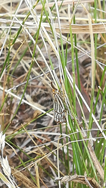 Chrysocramboides craterella - rácsos fűgyökérmoly