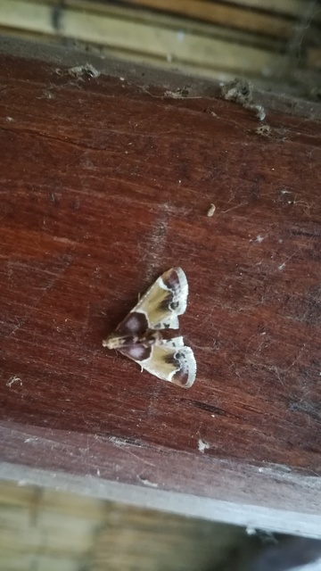 Pyralis farinalis - lisztilonca
