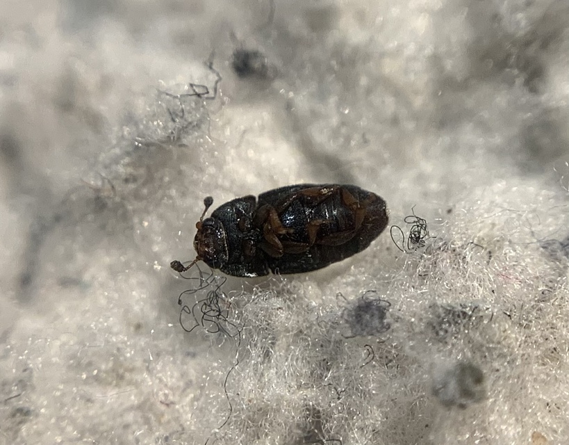 Carpophilus hemipterus - kétszínű gyümölcsfénybogár Carpophilus hemipterus - kétszínű gyümölcsfénybogár