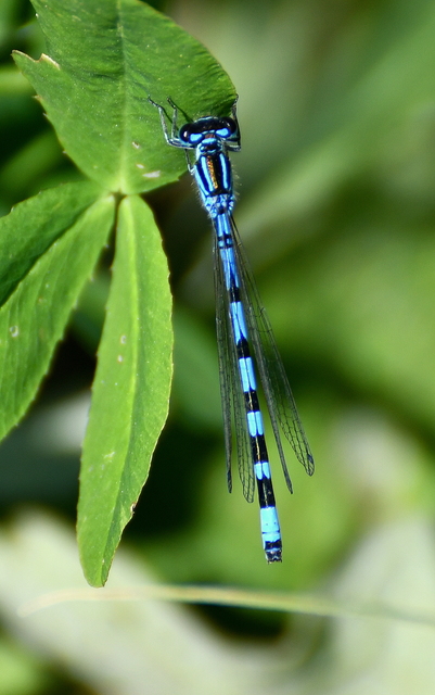 Coenagrion ornatum - díszes légivadász
