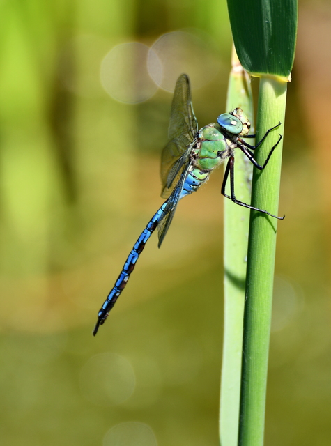 Anax imperator - zöld óriásacsa