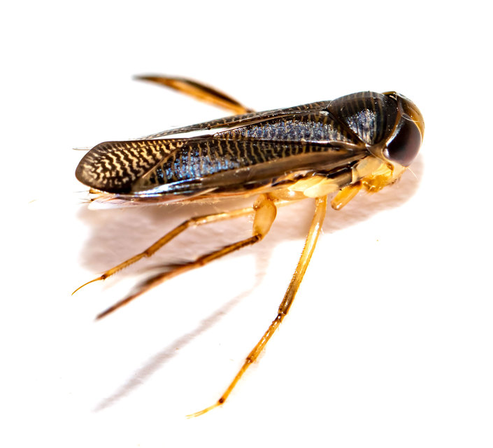Corixidae - búvárpoloskák Corixidae - búvárpoloskák