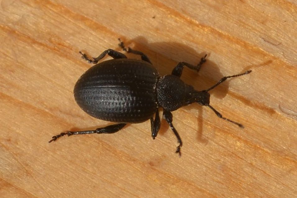 Otiorhynchus catenulatus - gyászos gyalogormányos