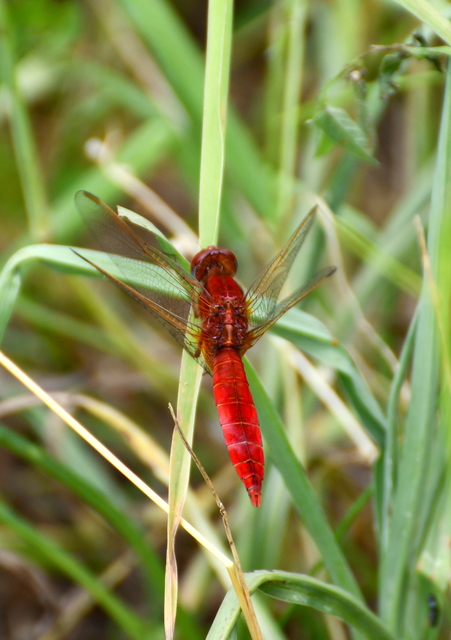 Crocothemis erythraea - skarlát szitakötő