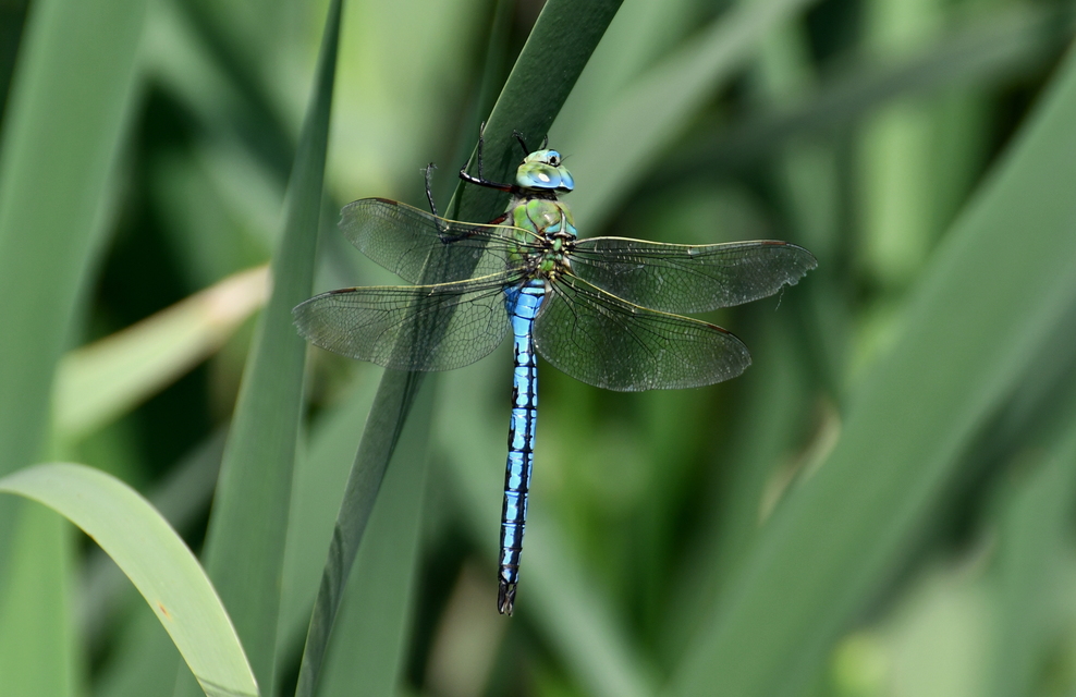 Anax imperator - zöld óriásacsa