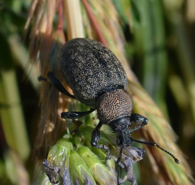 Otiorhynchus ligustici - vincellér-gyalogormányos