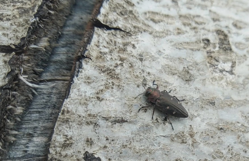 Chrysobothris affinis - aranypettyes díszbogár