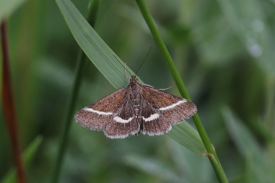 Pyrausta cingulata - fehéröves kormosmoly