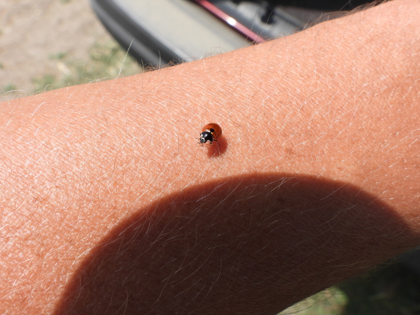 Coccinella undecimpunctata tripunctata - sziki tizenegypettyes katica
