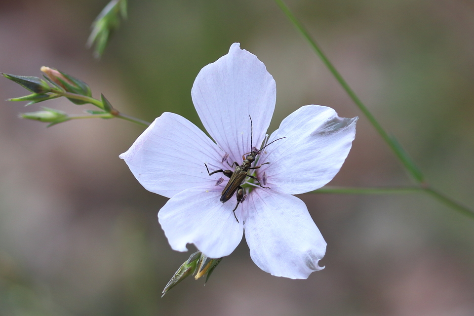 Oedemera flavipes - sárgalábú álcincér Oedemera flavipes - sárgalábú álcincér
