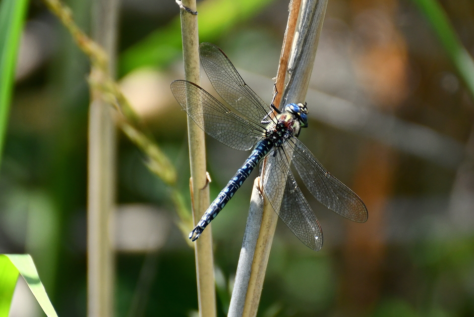 Brachytron pratense - szőrös karcsúacsa