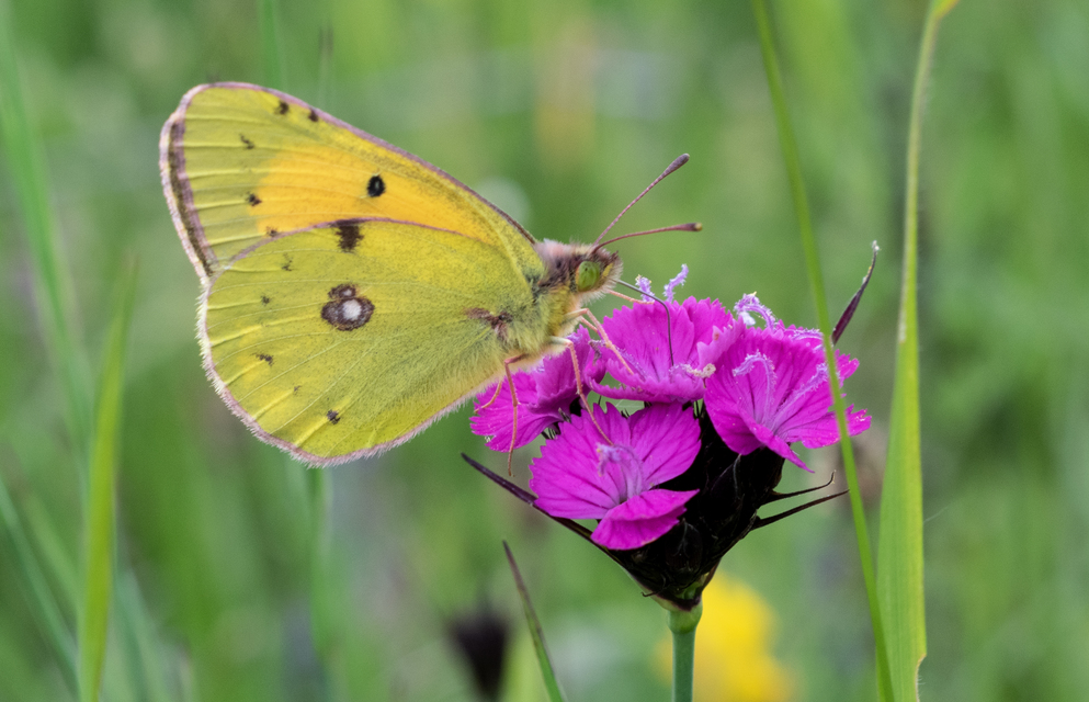 Colias myrmidone - narancslepke