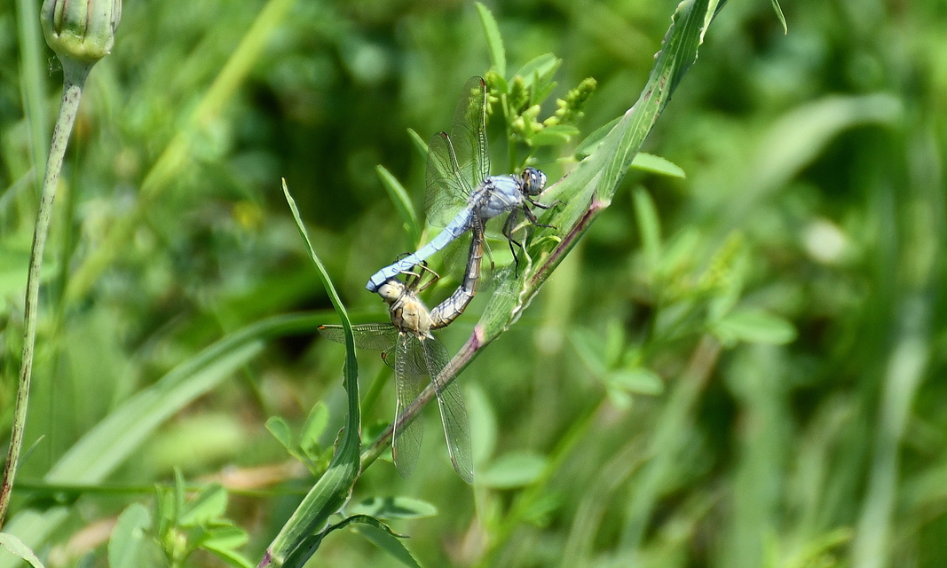 Orthetrum brunneum - pataki pásztorszitakötő