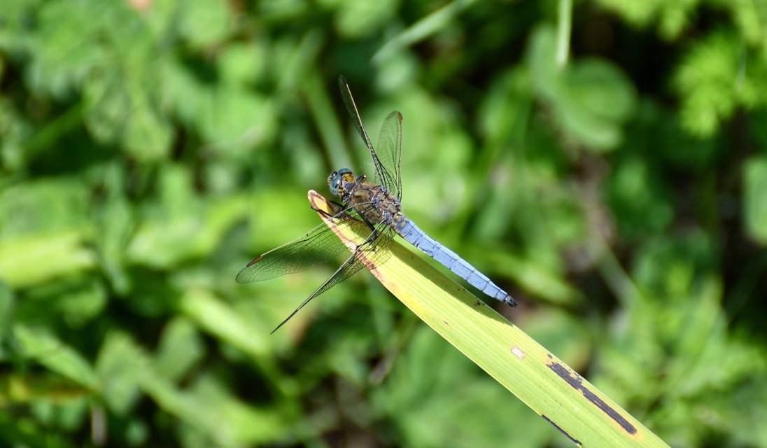 Orthetrum coerulescens - karcsú pásztorszitakötő