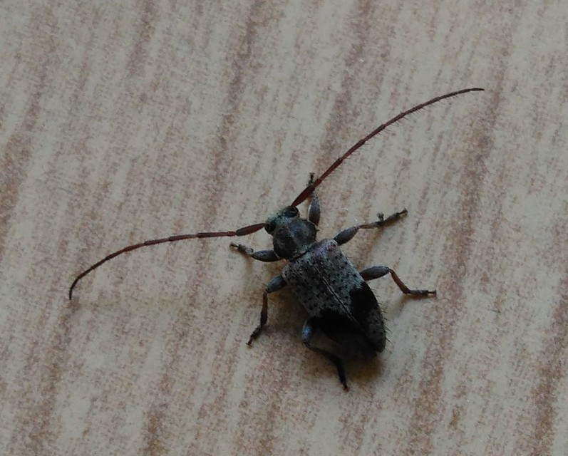 Exocentrus punctipennis - szilfa-rőzsecincér