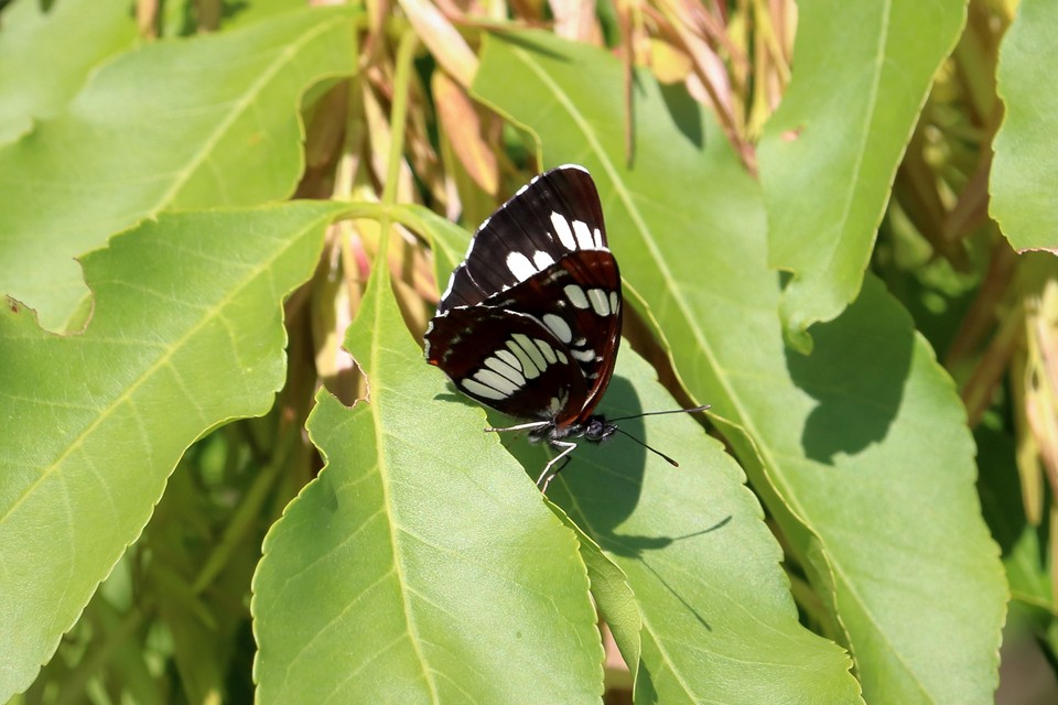 Neptis rivularis - nagy fehérsávoslepke