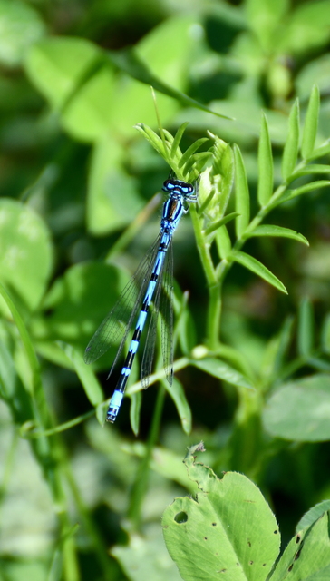 Coenagrion ornatum - díszes légivadász