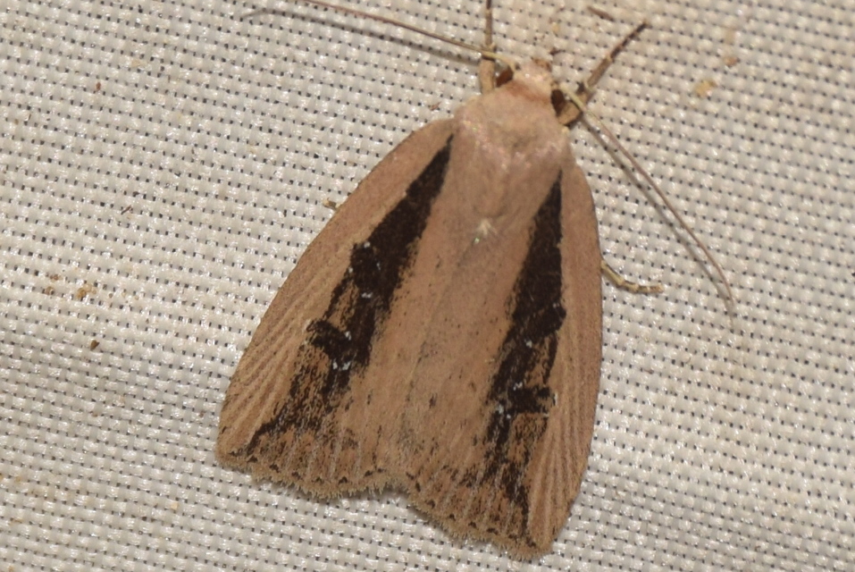 Chilodes maritima - négyfoltos nádibagoly