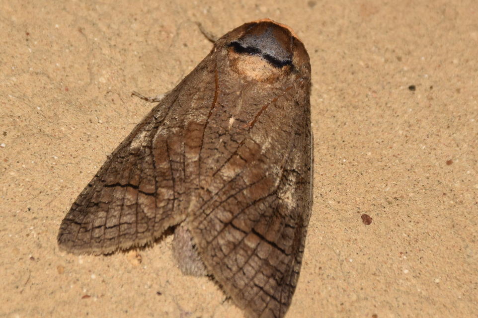 Cossus cossus - fűzfarontólepke