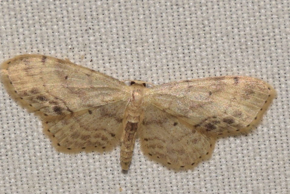 Idaea dimidiata - gyakori apróaraszoló