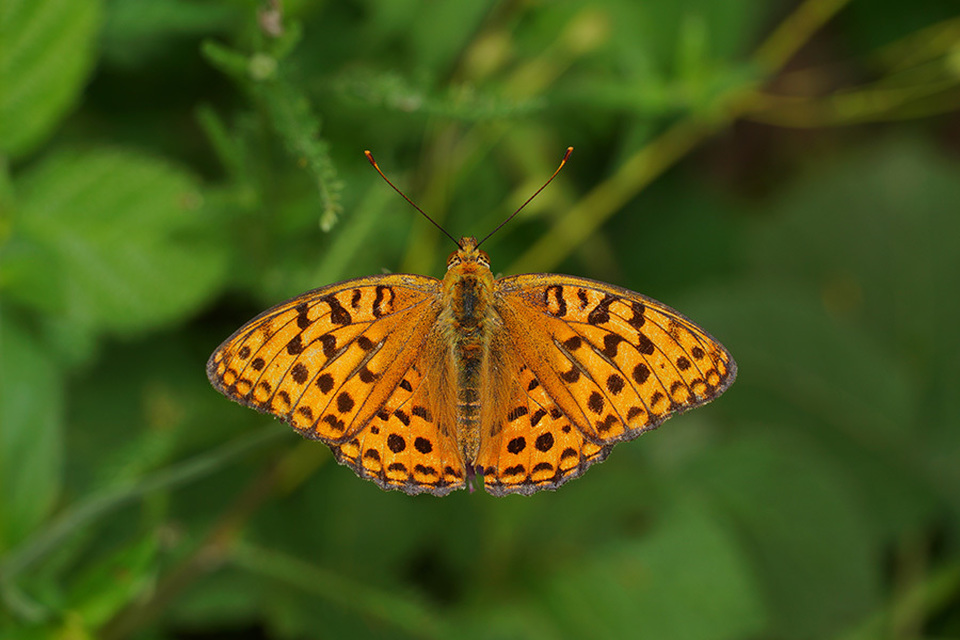 Argynnis adippe - ezüstös gyöngyházlepke