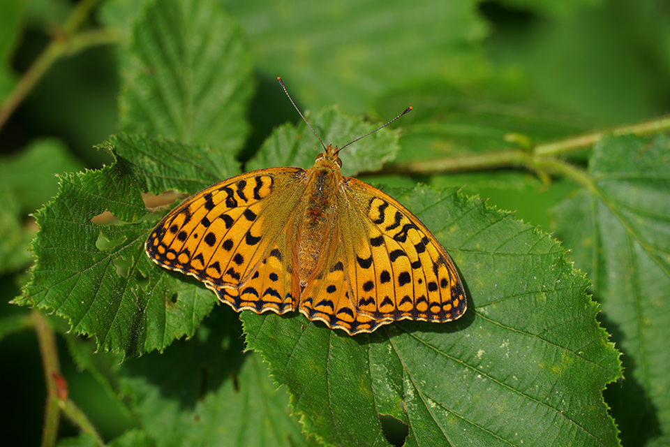 Argynnis adippe - ezüstös gyöngyházlepke