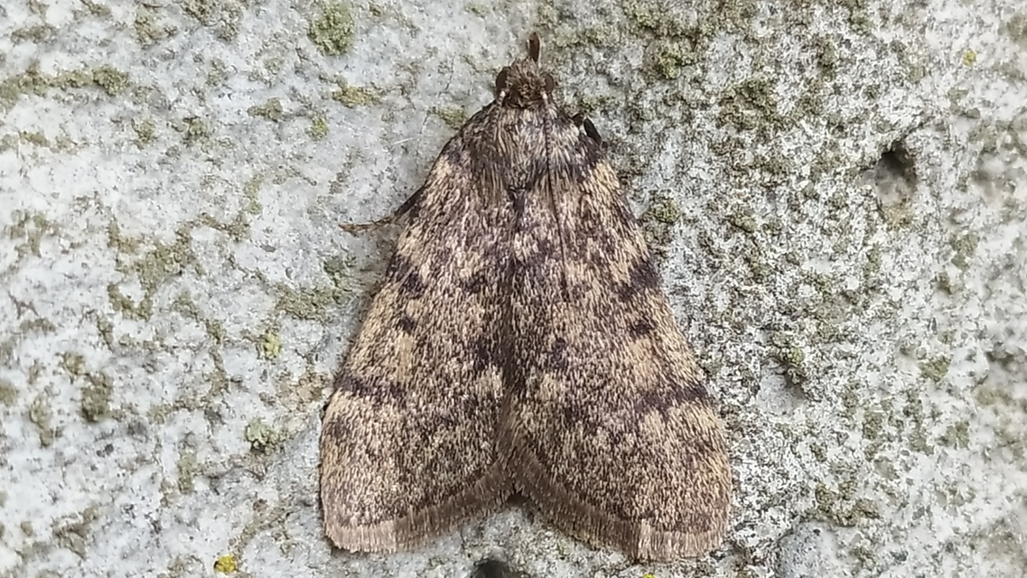 Aglossa pinguinalis - zsiradékmoly