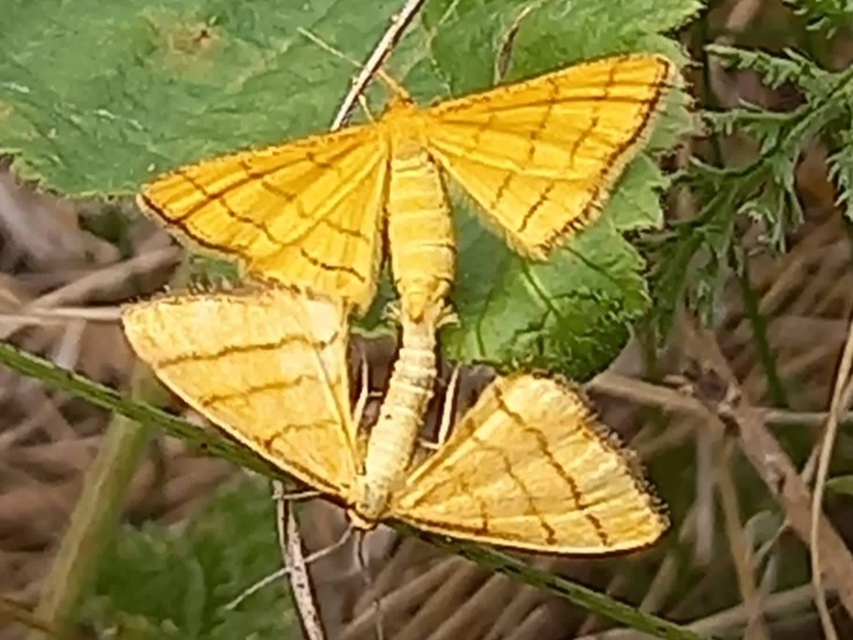 Idaea aureolaria - aranyos sávosaraszoló