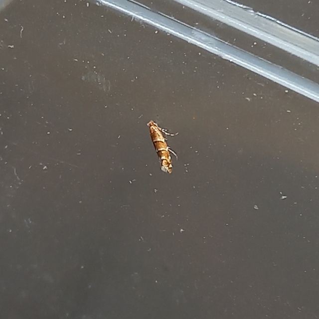 Cameraria ohridella - vadgesztenye-sátorosmoly
