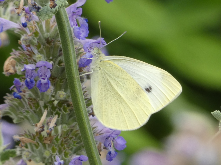 Pieris rapae - répalepke