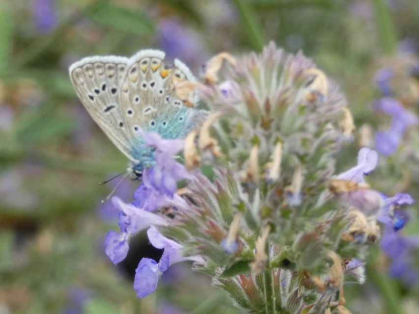 Polyommatus icarus - közönséges boglárka