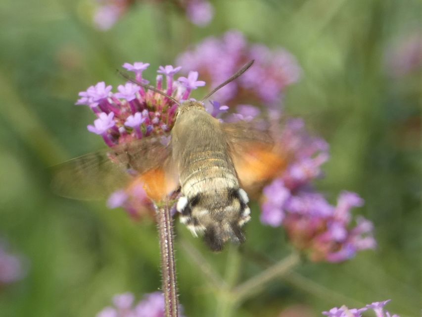 Macroglossum stellatarum - kacsafarkú szender