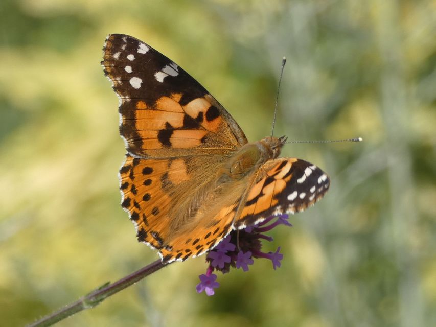 Vanessa cardui - bogáncslepke
