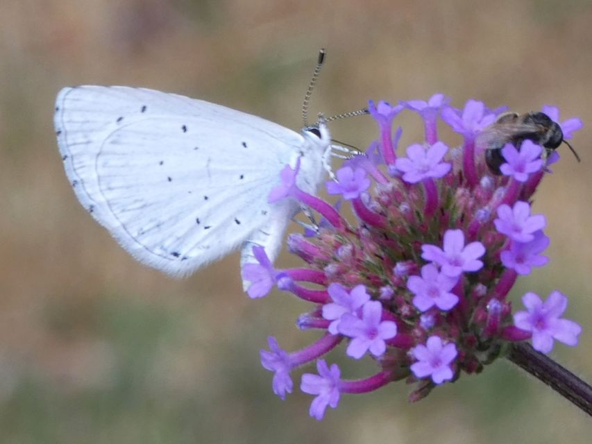 Celastrina argiolus - bengeboglárka