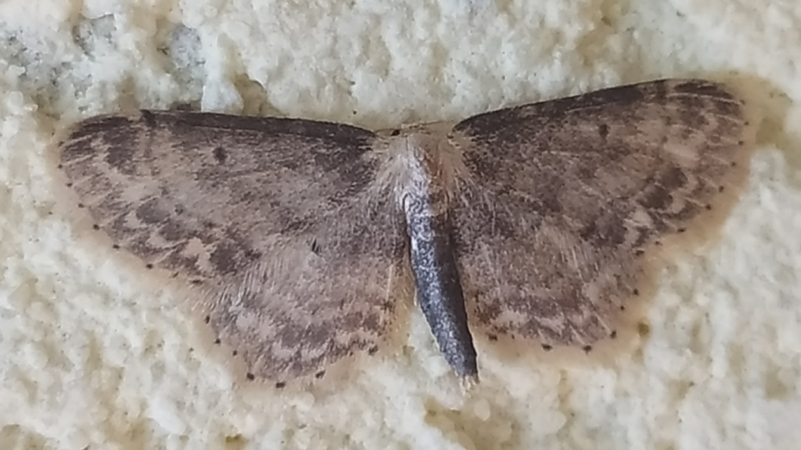 Idaea dimidiata - gyakori apróaraszoló