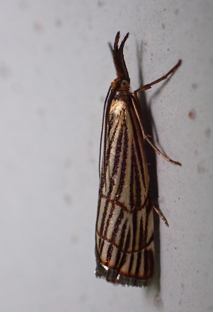 Chrysocramboides craterella - rácsos fűgyökérmoly