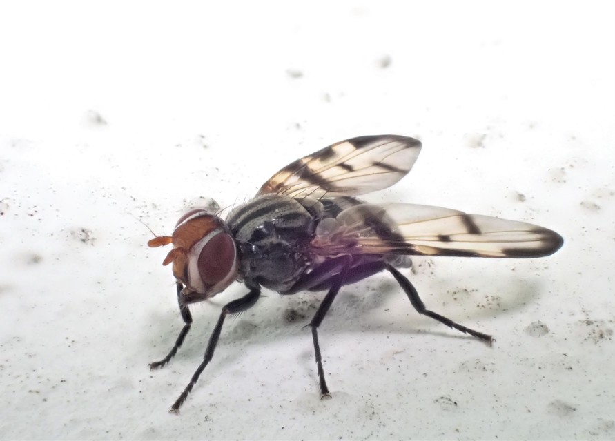 Otites formosa