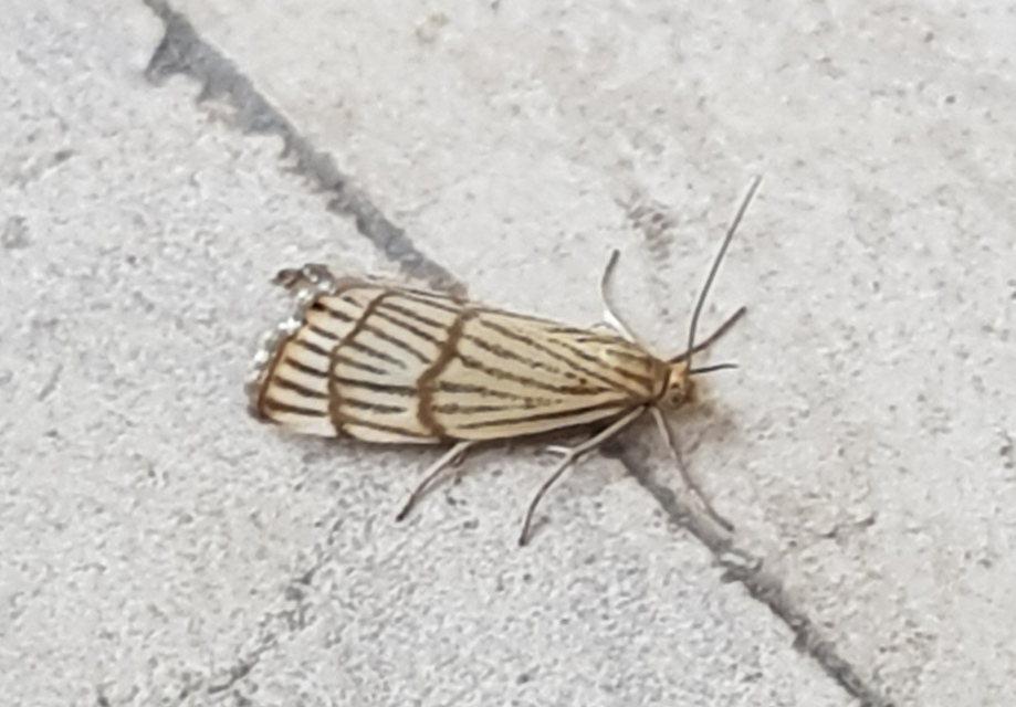 Chrysocrambus linetella - déli fűgyökérmoly