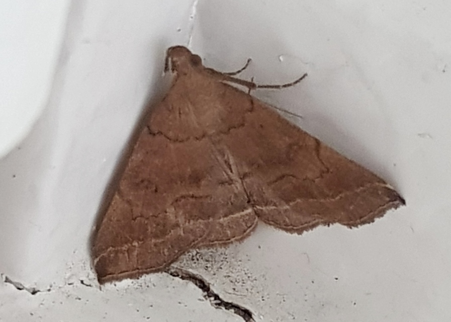 Pechipogo plumigeralis - tollascsápú karcsúbagoly